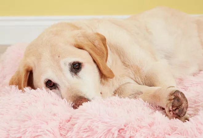 What does it mean when store dogs sigh